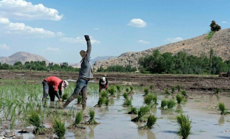 نخستین نشای مکانیزه مازندران آغاز شد