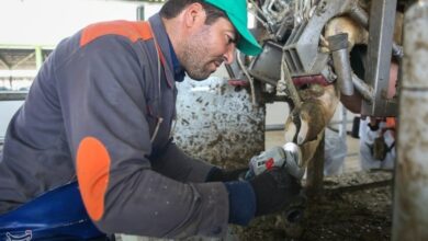 نقش برجسته کارگران در جهش تولید