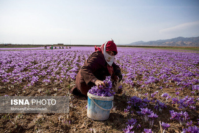 هرماه ۱۰ تن زعفران به خارج قاچاق می‌شود/صادرات ۲۰۰ تن زعفران به ۶۷ کشور