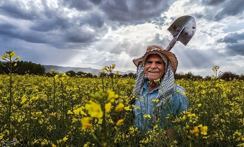 کشت 6800 هکتار دانه‌های روغنی در لرستان