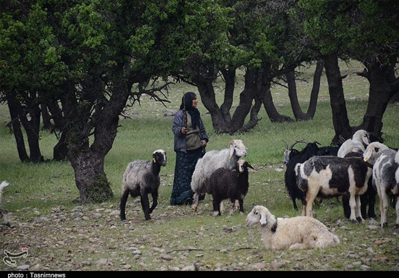 کشاورزی , 