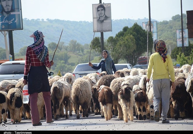 کشاورزی , 