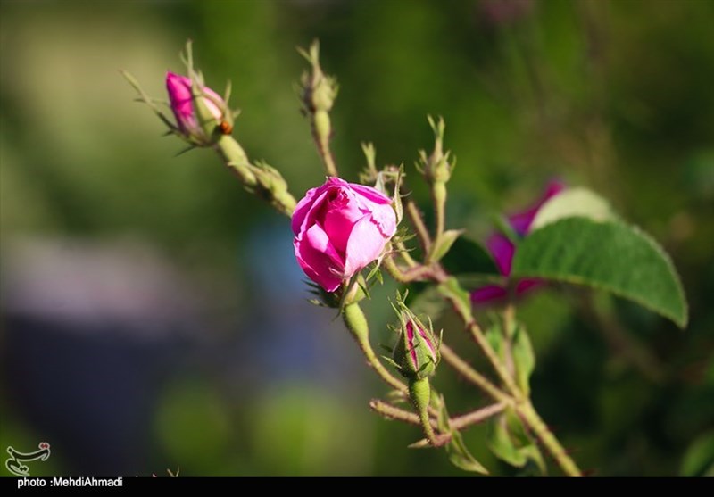 برداشت گل محمدی از گلستان‌های کاشان + تصاویر