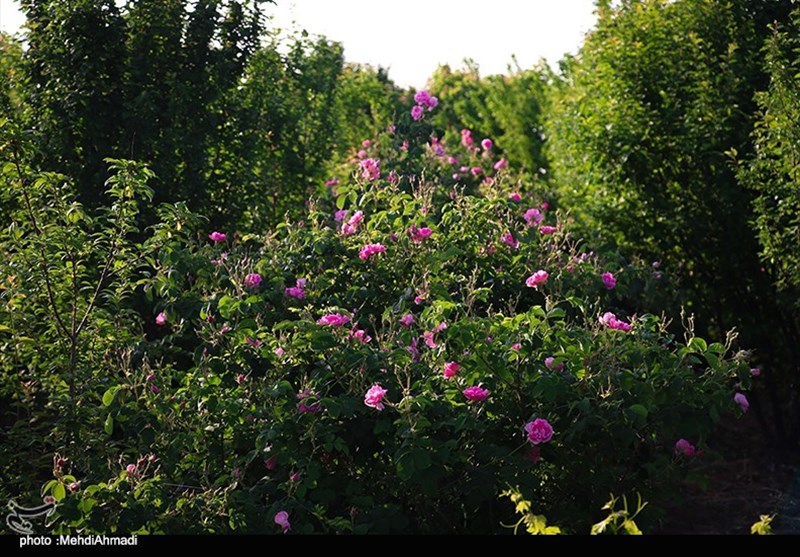 برداشت گل محمدی از گلستان‌های کاشان + تصاویر