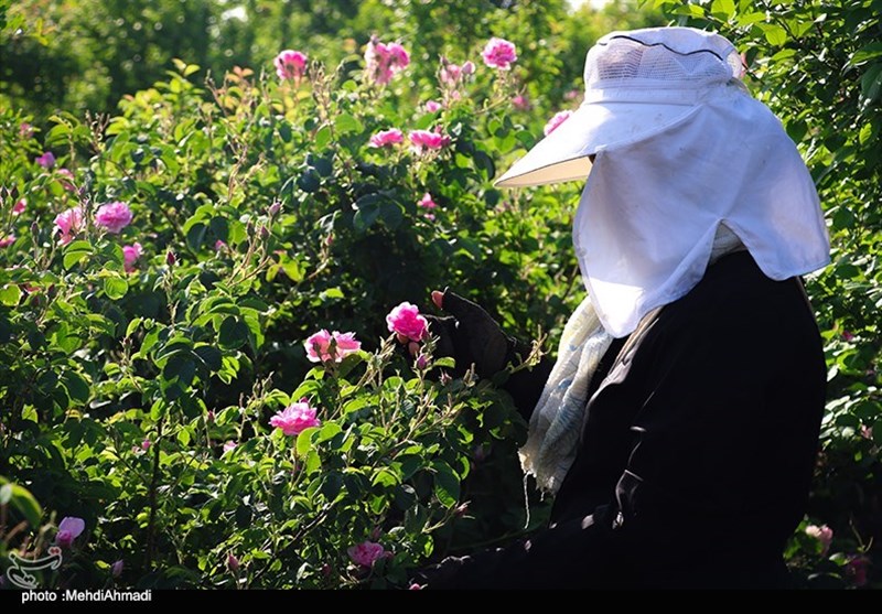 برداشت گل محمدی از گلستان‌های کاشان + تصاویر