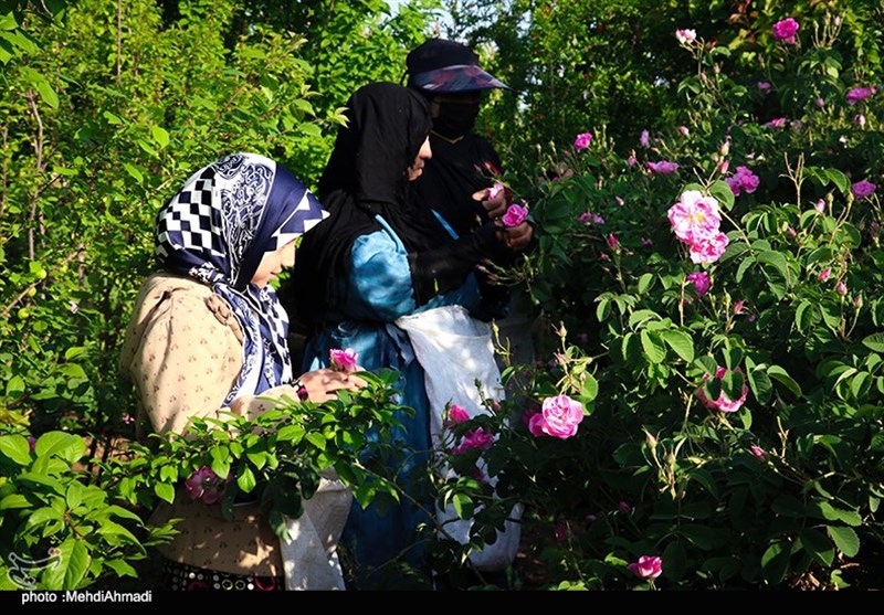 برداشت گل محمدی از گلستان‌های کاشان + تصاویر