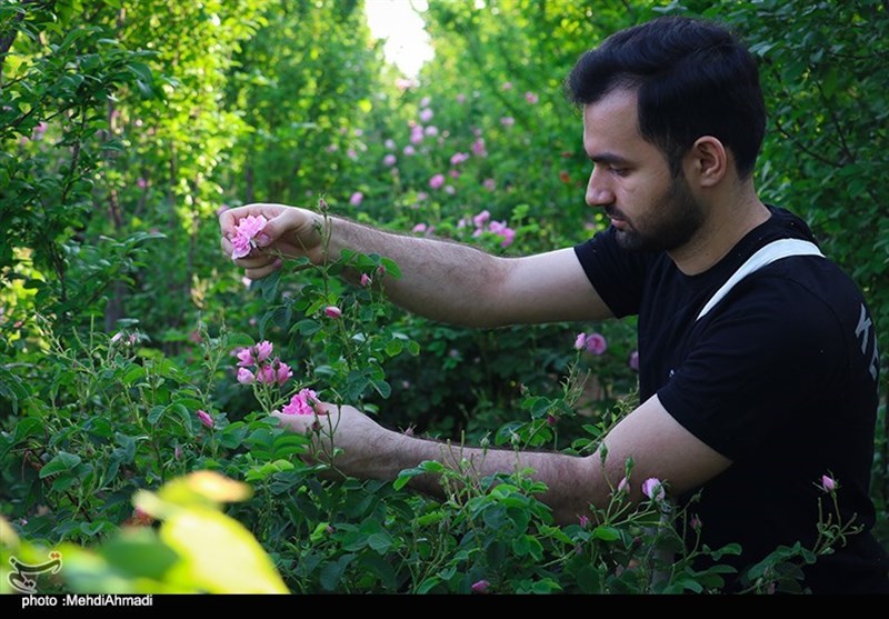 برداشت گل محمدی از گلستان‌های کاشان + تصاویر