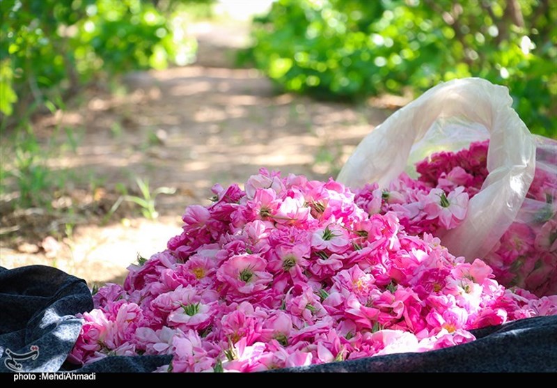 برداشت گل محمدی از گلستان‌های کاشان + تصاویر