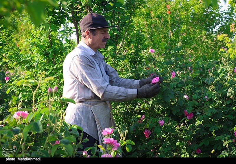 برداشت گل محمدی از گلستان‌های کاشان + تصاویر