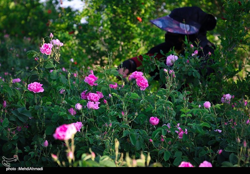 برداشت گل محمدی از گلستان‌های کاشان + تصاویر