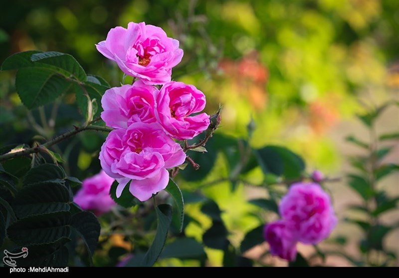 برداشت گل محمدی از گلستان‌های کاشان + تصاویر