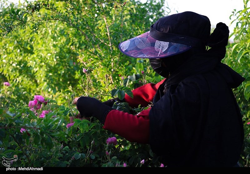 برداشت گل محمدی از گلستان‌های کاشان + تصاویر