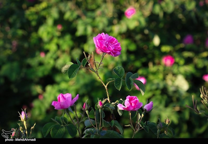 برداشت گل محمدی از گلستان‌های کاشان + تصاویر