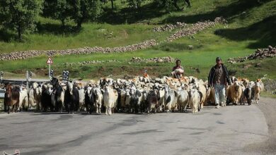 تصاویری زیبا از شروع کوچ بهاره عشایر به چهارمحال و بختیاری