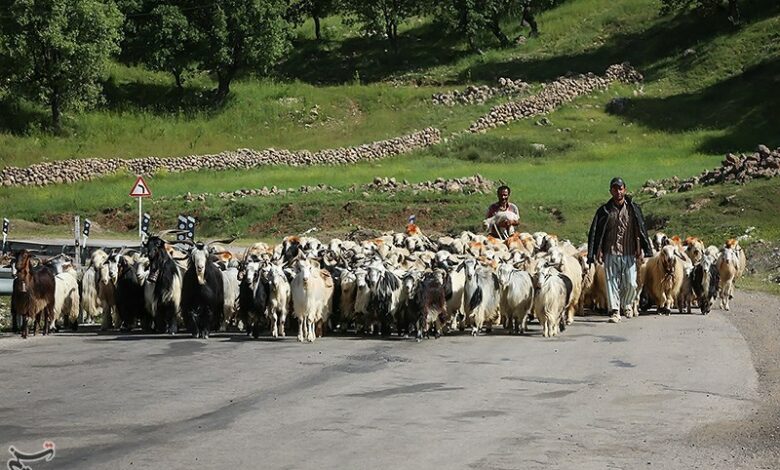 تصاویری زیبا از شروع کوچ بهاره عشایر به چهارمحال و بختیاری