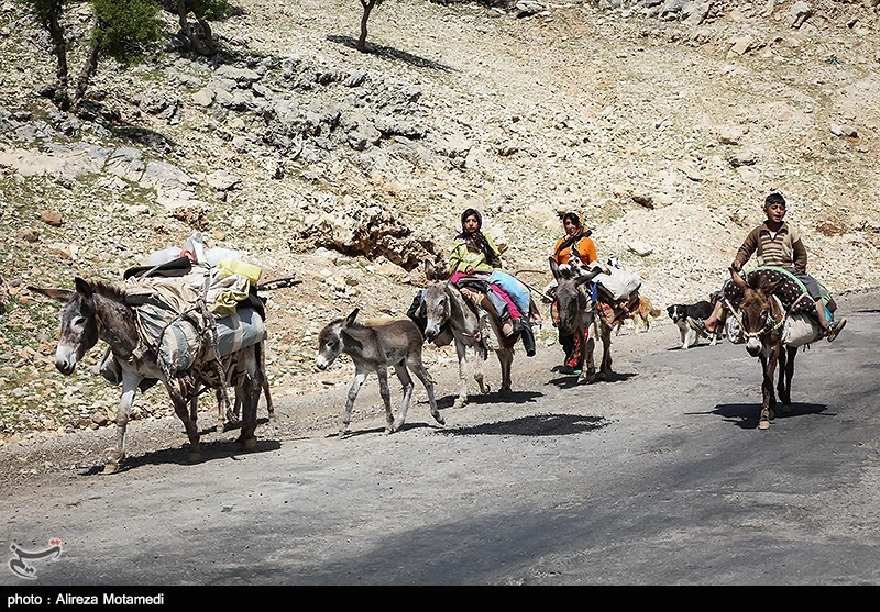 تصاویری زیبا از شروع کوچ بهاره عشایر به چهارمحال و بختیاری