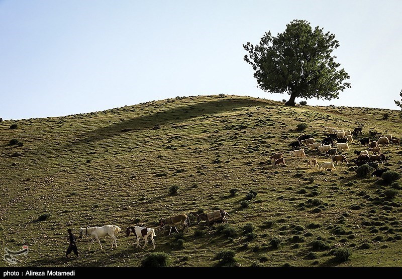 تصاویری زیبا از شروع کوچ بهاره عشایر به چهارمحال و بختیاری