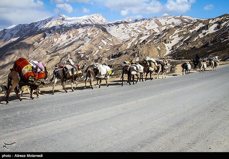 تصاویری زیبا از شروع کوچ بهاره عشایر به چهارمحال و بختیاری