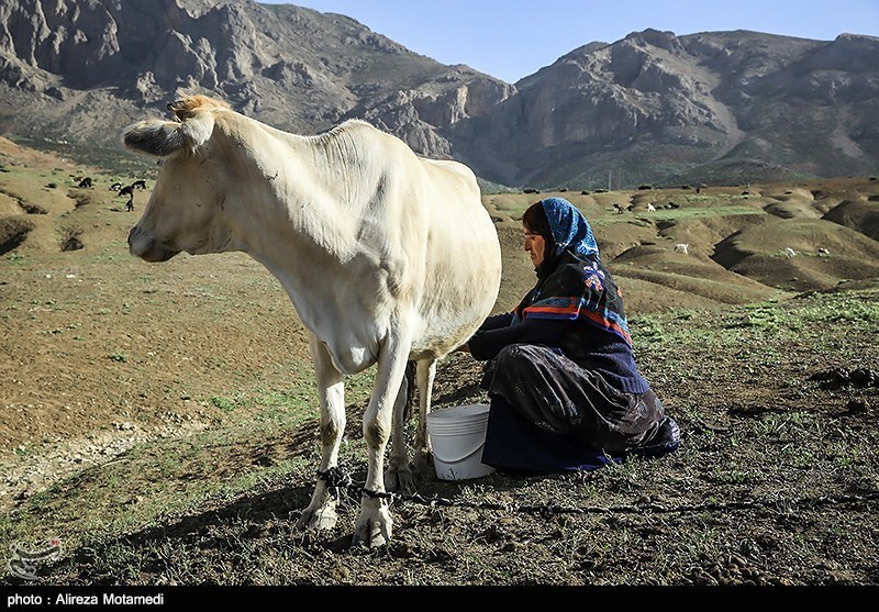 تصاویری زیبا از شروع کوچ بهاره عشایر به چهارمحال و بختیاری