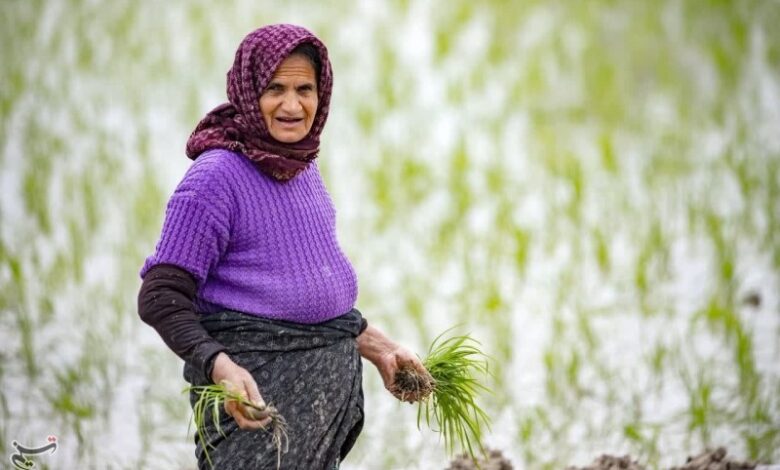 تصاویری زیبا از نشاکاری‌ در شالیزارهای مازندران + فیلم