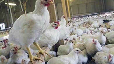 تورم ۵۷ درصدی برای تولیدکنندگان مرغداری