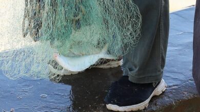 دستگیری متخلف فروش ماهی رودخانه‌ای در چرداول