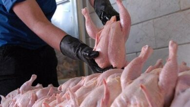 رشد 53 درصدی عرضه گوشت طیور در فروردین امسال