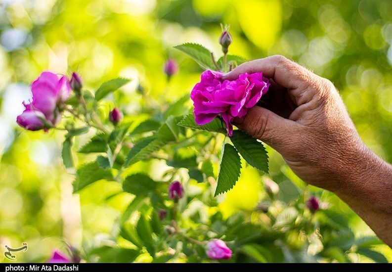 زیبایی صد چندان داراب در فصل برداشت گل محمدی