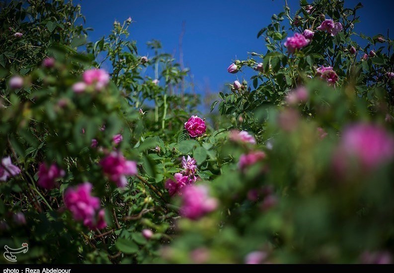 زیبایی صد چندان داراب در فصل برداشت گل محمدی