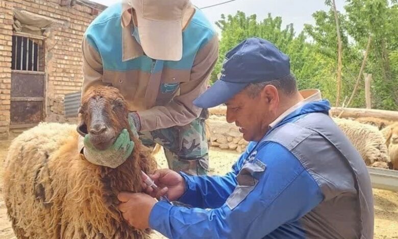 شناسایی 3 فرد مبتلا به تب کریمه کنگو در هرمزگان