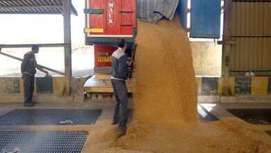 صدها هزار تن گندم خوزستان به سیلوها منتقل شد