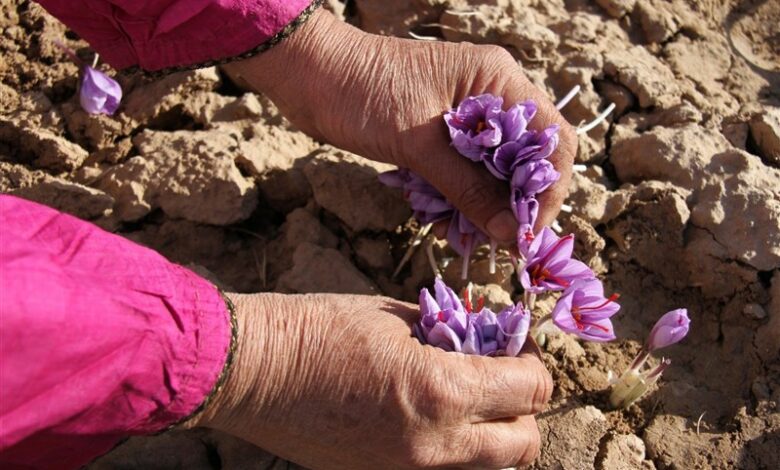 فائو و ایران پروژه جدیدی برای افزایش اصالت زعفران امضا کردند