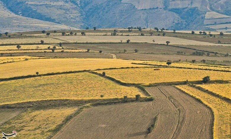 مبارزه شیمیایی با آفات مزارع گندم و جو مازندران