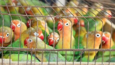 محموله قاچاق پرندگان زینتی در بیرجند متوقف شد