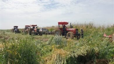 مزارع آلوده به آب فاضلاب در شمال غرب شیراز امحاء شد