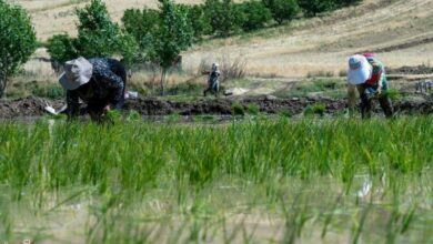 نشاکاری 106 هزار هکتار شالیزار در مازندران