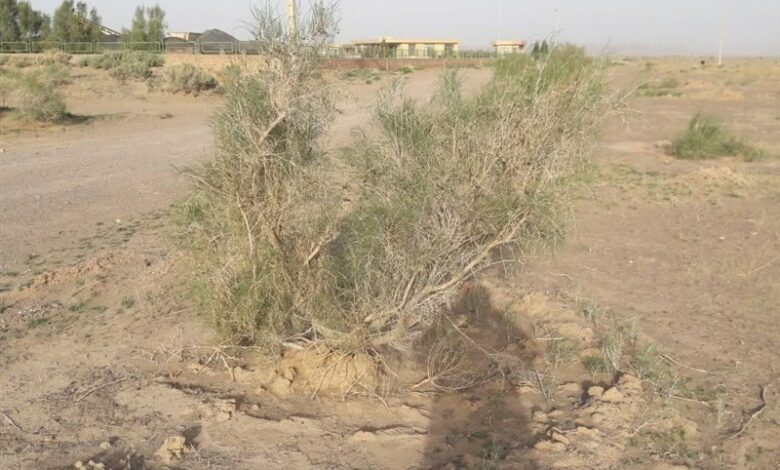 هشدار معاون رئیس جمهور در مورد کانون گردوغبار سراجه در قم