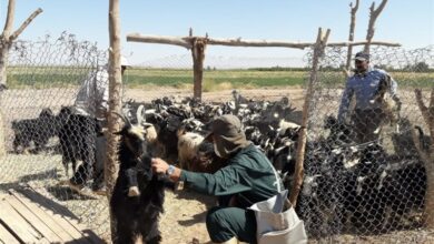 واکسیناسیون 3650 راس دام در اردوی جهادی اردستان