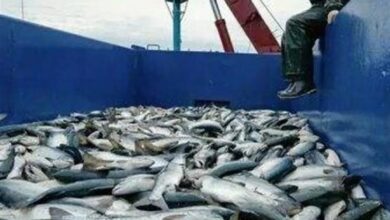 وضعیت فعلی ذخایر ماهیان خاویاری دریای خزر مطلوب نیست