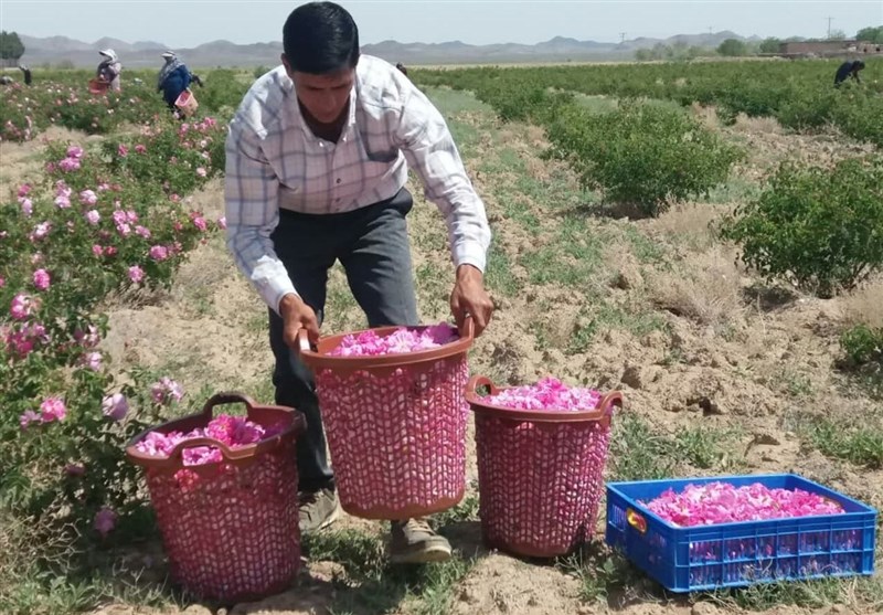 پرورش گل محمدی؛ ظرفیتی که باید بیشتر شناخته شود