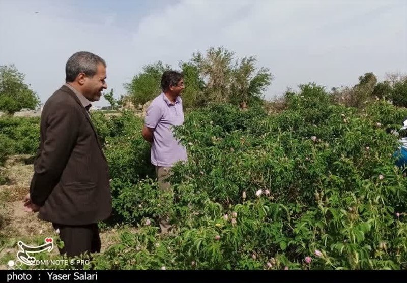 پیش‌بینی برداشت 140 تن گل محمدی از باغات گناباد