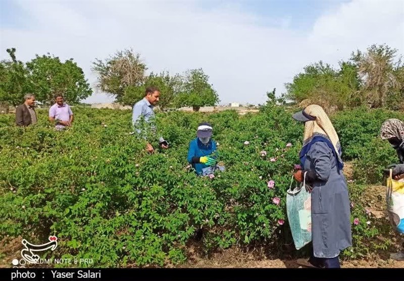 پیش‌بینی برداشت 140 تن گل محمدی از باغات گناباد