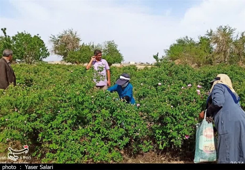 پیش‌بینی برداشت 140 تن گل محمدی از باغات گناباد