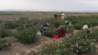 پیش‌بینی برداشت 69تن گل محمدی از گلستان‌های نیشابور