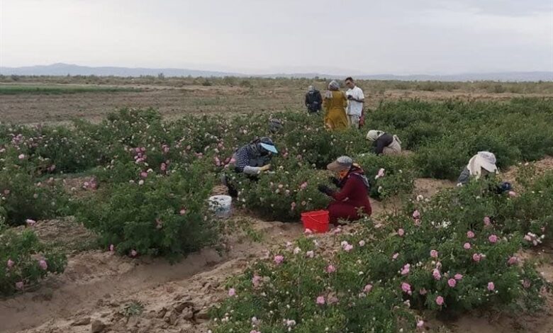 پیش‌بینی برداشت 69تن گل محمدی از گلستان‌های نیشابور