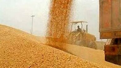 پیش‌بینی خرید 85000 تن گندم در استان سمنان