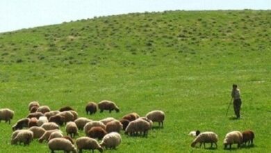 پیشنهاد نامگذاری روز ملی مرتع و مرتعداری در تقویم رسمی کشور