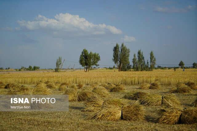 گام بلند خودکفایی گندم در دولت سیزدهم