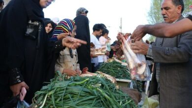 گیاهان بهاری؛ زینت بخش سفره لرستانی‌ها+فیلم