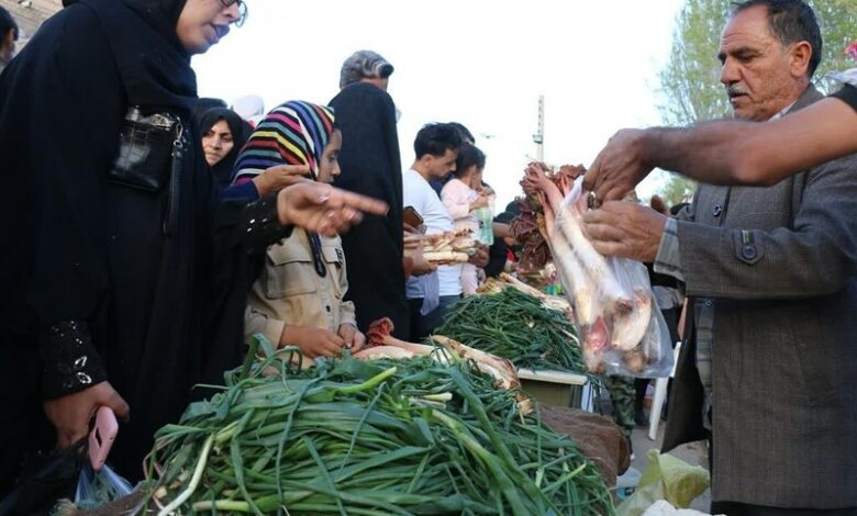 گیاهان بهاری؛ زینت بخش سفره لرستانی‌ها+فیلم